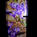 Krokus
