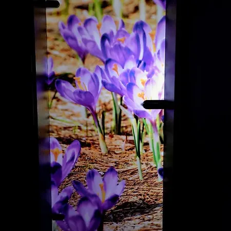 Krokus